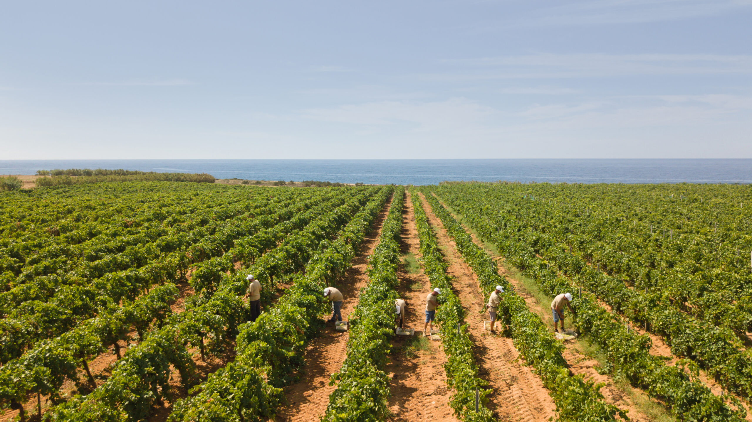 La Sicilia è stata nominata Regione Vinicola Internazionale dell’Anno 2026