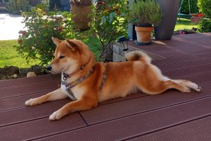 Lo Shiba-Inu, il cane che sorride